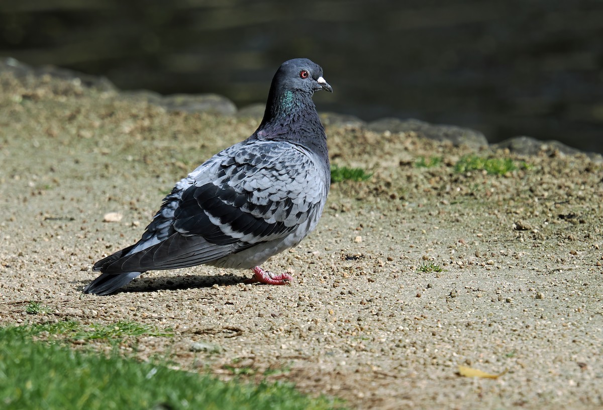 Rock Pigeon (Feral Pigeon) - Tony Richards