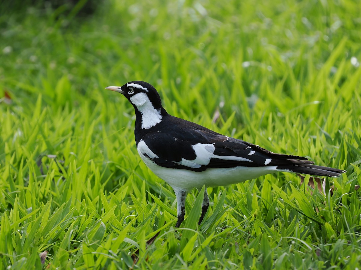 Magpie-lark - Len and Chris Ezzy