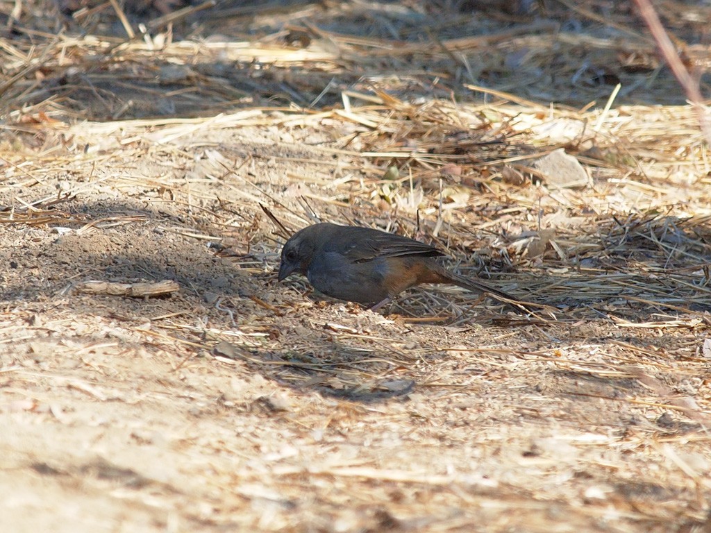 White-throated Towhee - ML624021977