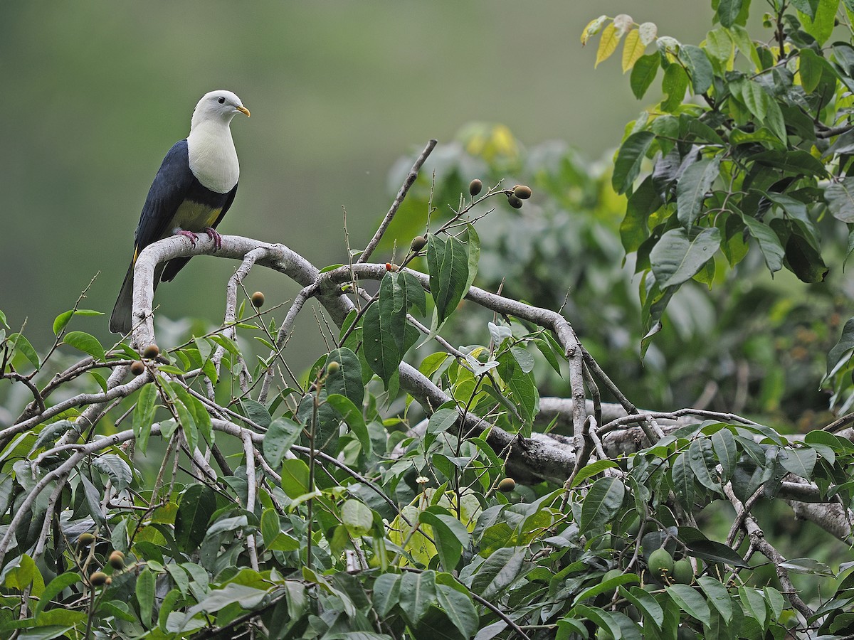 Black-backed Fruit-Dove - ML624021982