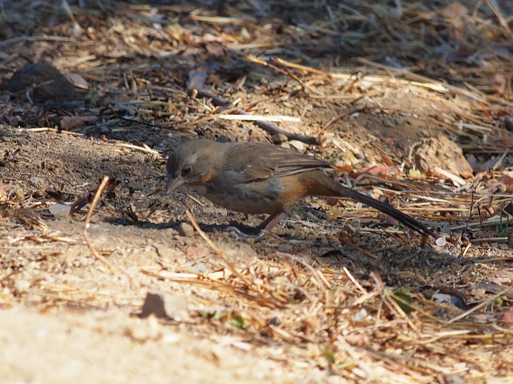 White-throated Towhee - ML624021984