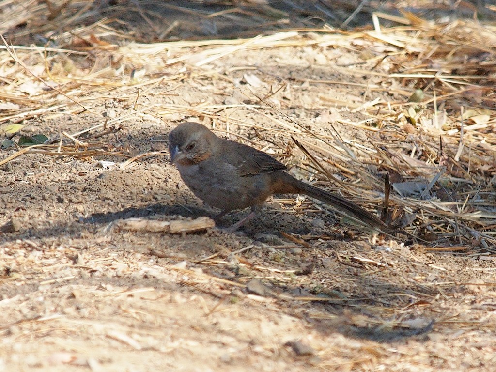 White-throated Towhee - ML624021985