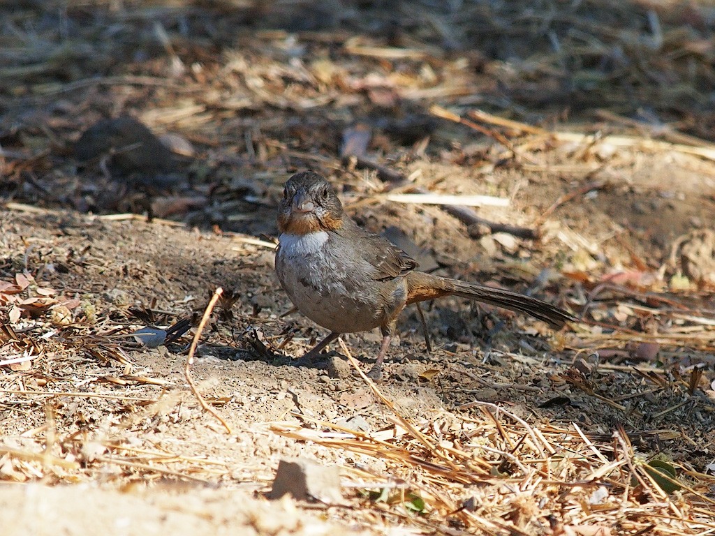 White-throated Towhee - ML624021986