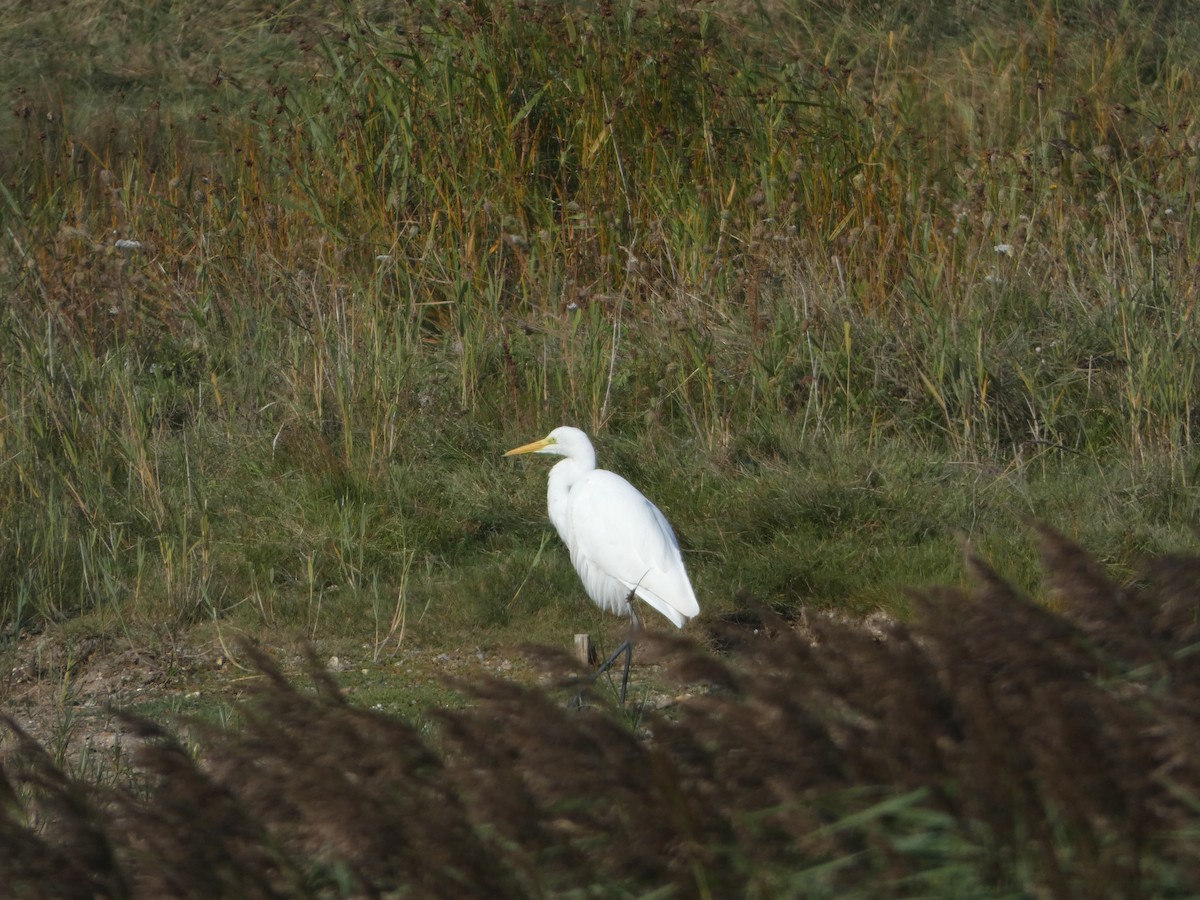 Great Egret - ML624021988