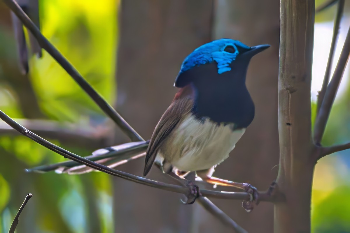 Variegated Fairywren - ML624021992