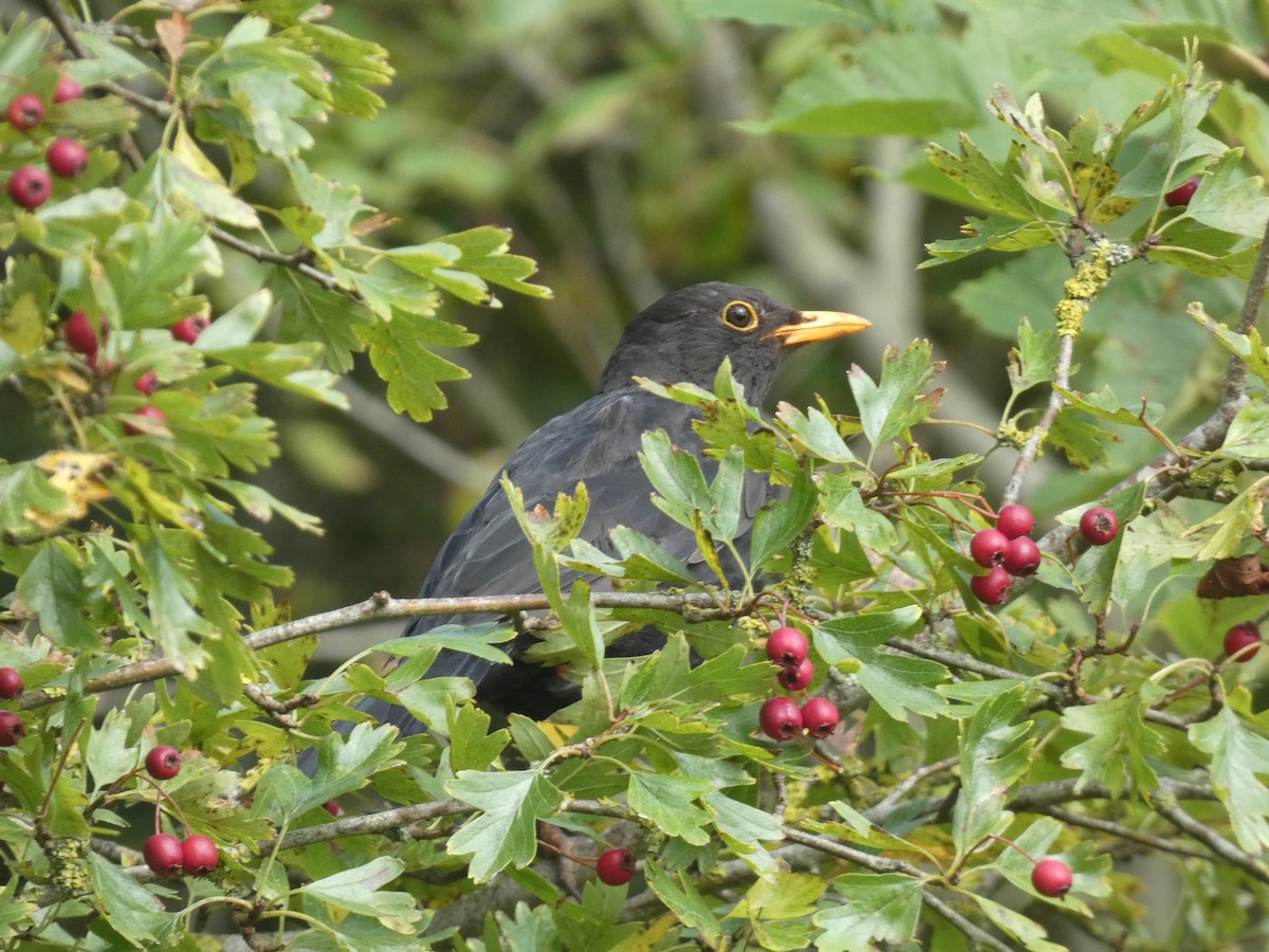 Eurasian Blackbird - ML624021994