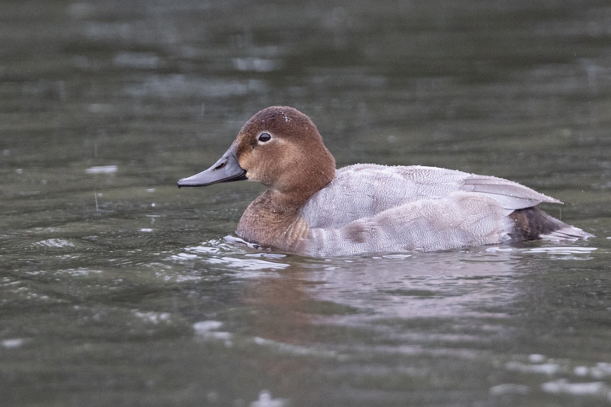 Common Pochard - ML624021996