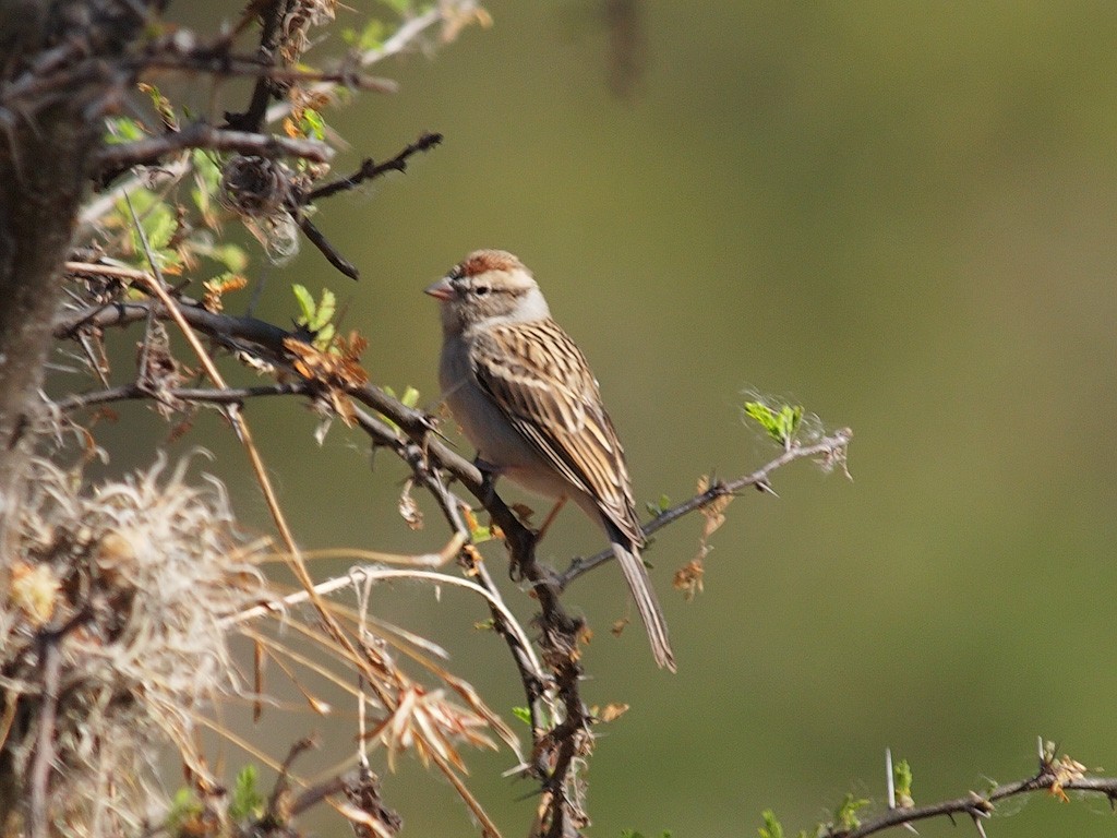 Lark Sparrow - ML624021999