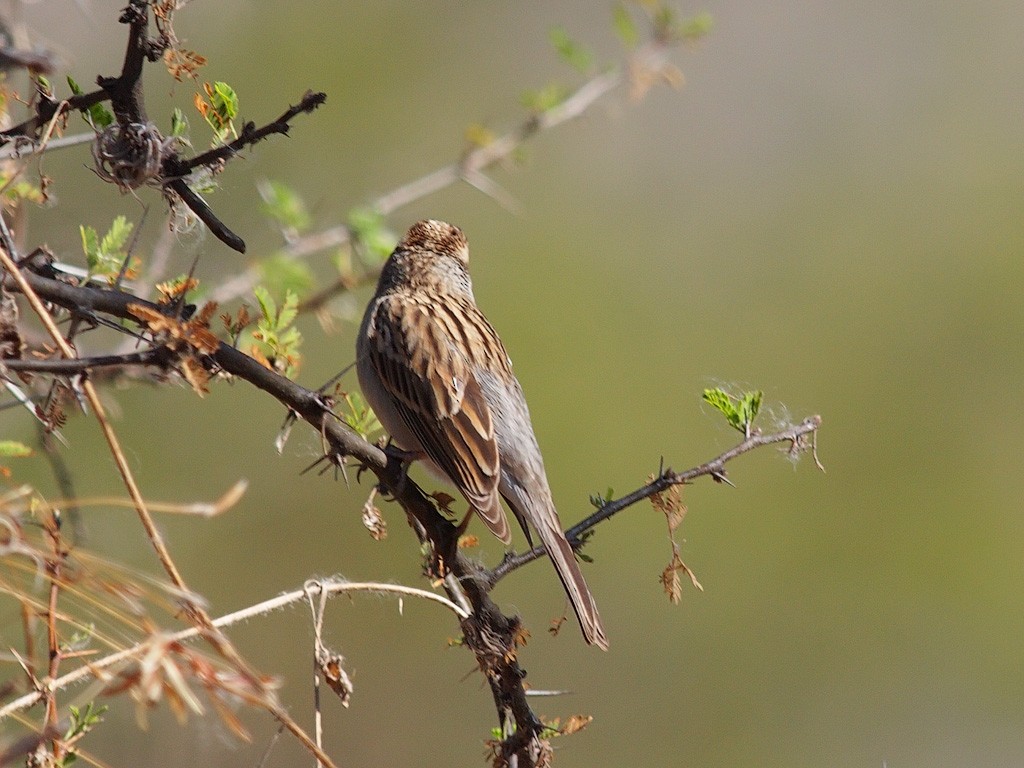 Lark Sparrow - ML624022000