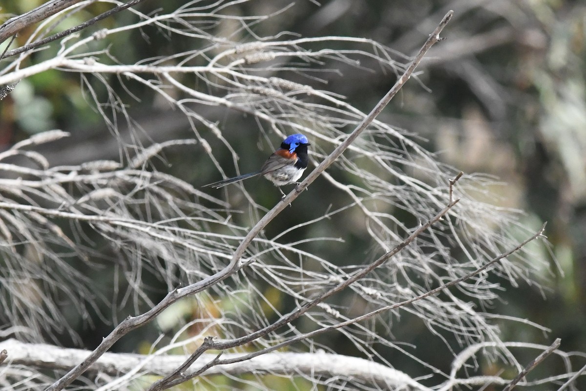 Purple-backed Fairywren - ML624022006