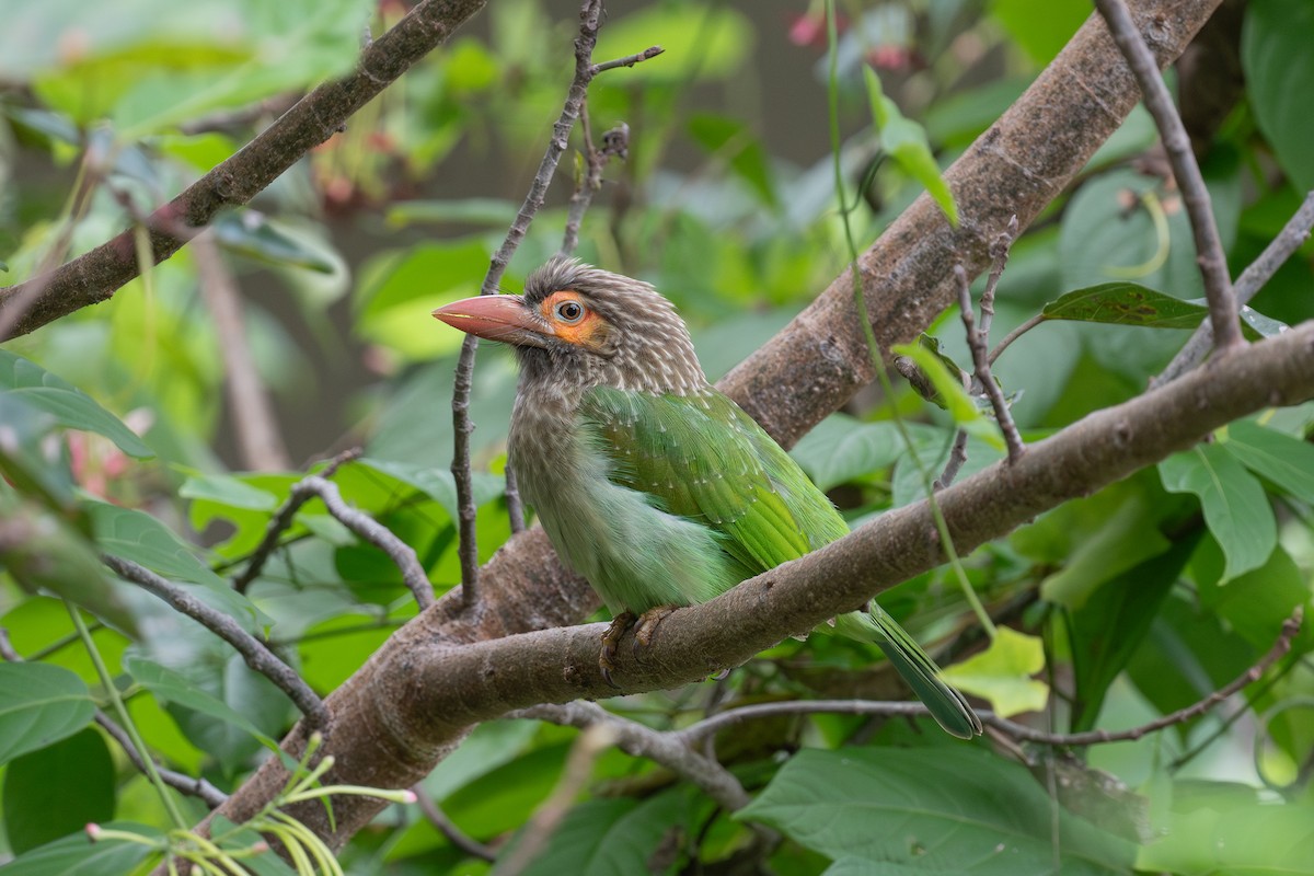 Brown-headed Barbet - ML624022017