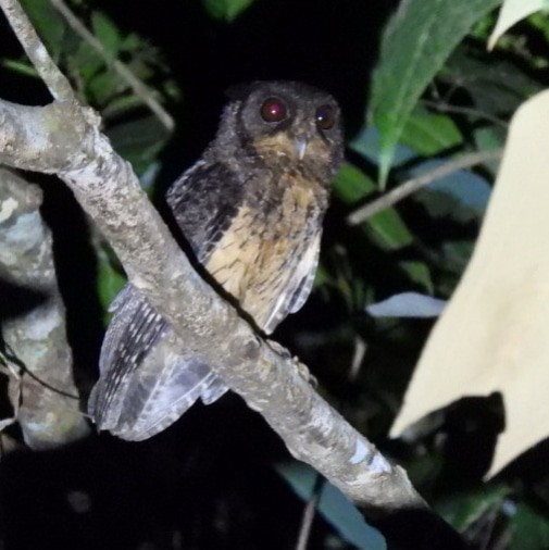 Tawny-bellied Screech-Owl (Tawny-bellied) - ML624022022