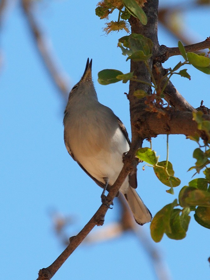 Blue-gray Gnatcatcher - Oleg Chernyshov