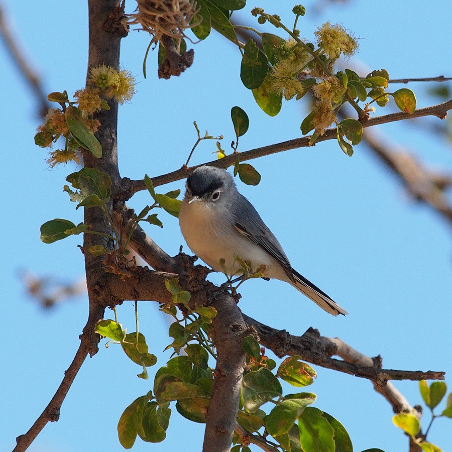 Blue-gray Gnatcatcher - ML624022030