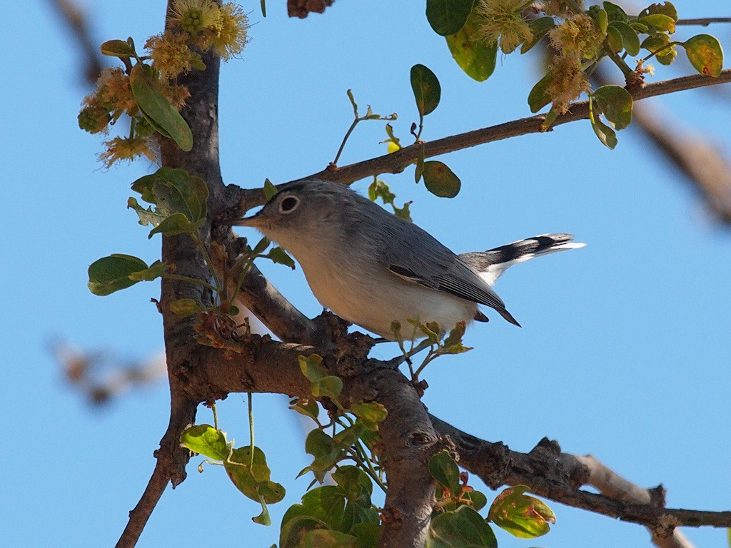 Blue-gray Gnatcatcher - ML624022031