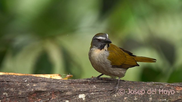 Buff-throated Saltator - ML624022035