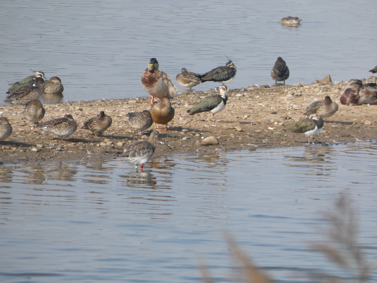 Black-tailed Godwit - ML624022042