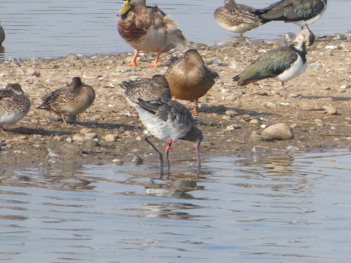 Black-tailed Godwit - ML624022044