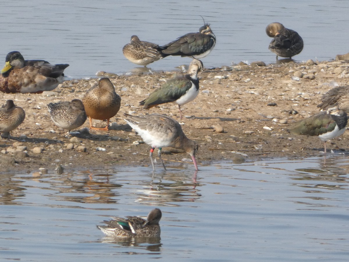 Black-tailed Godwit - ML624022046