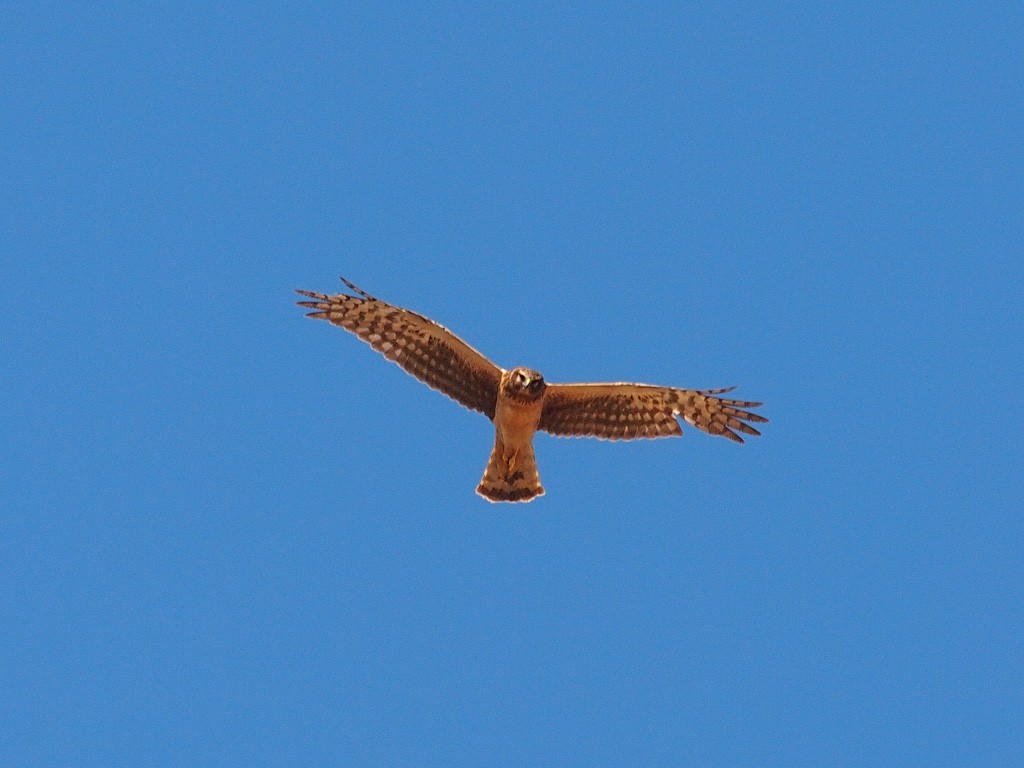 Northern Harrier - ML624022057