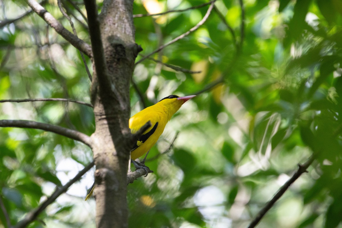 Black-naped Oriole - ML624022068