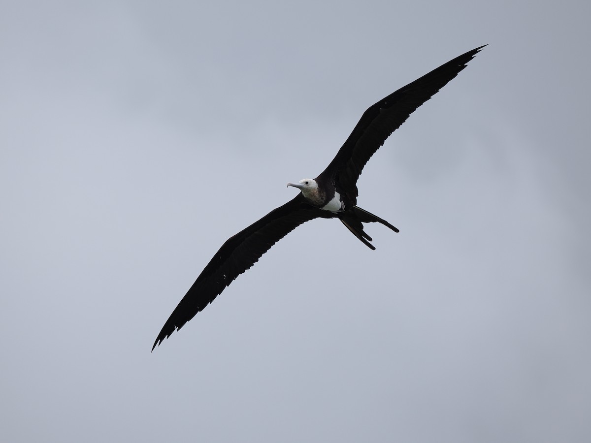 Great Frigatebird - ML624022099