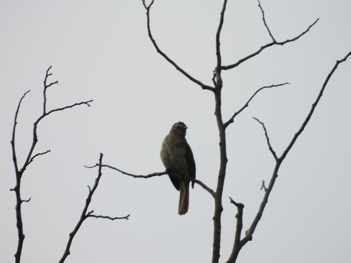 White-browed Bulbul - Rahul Kumaresan