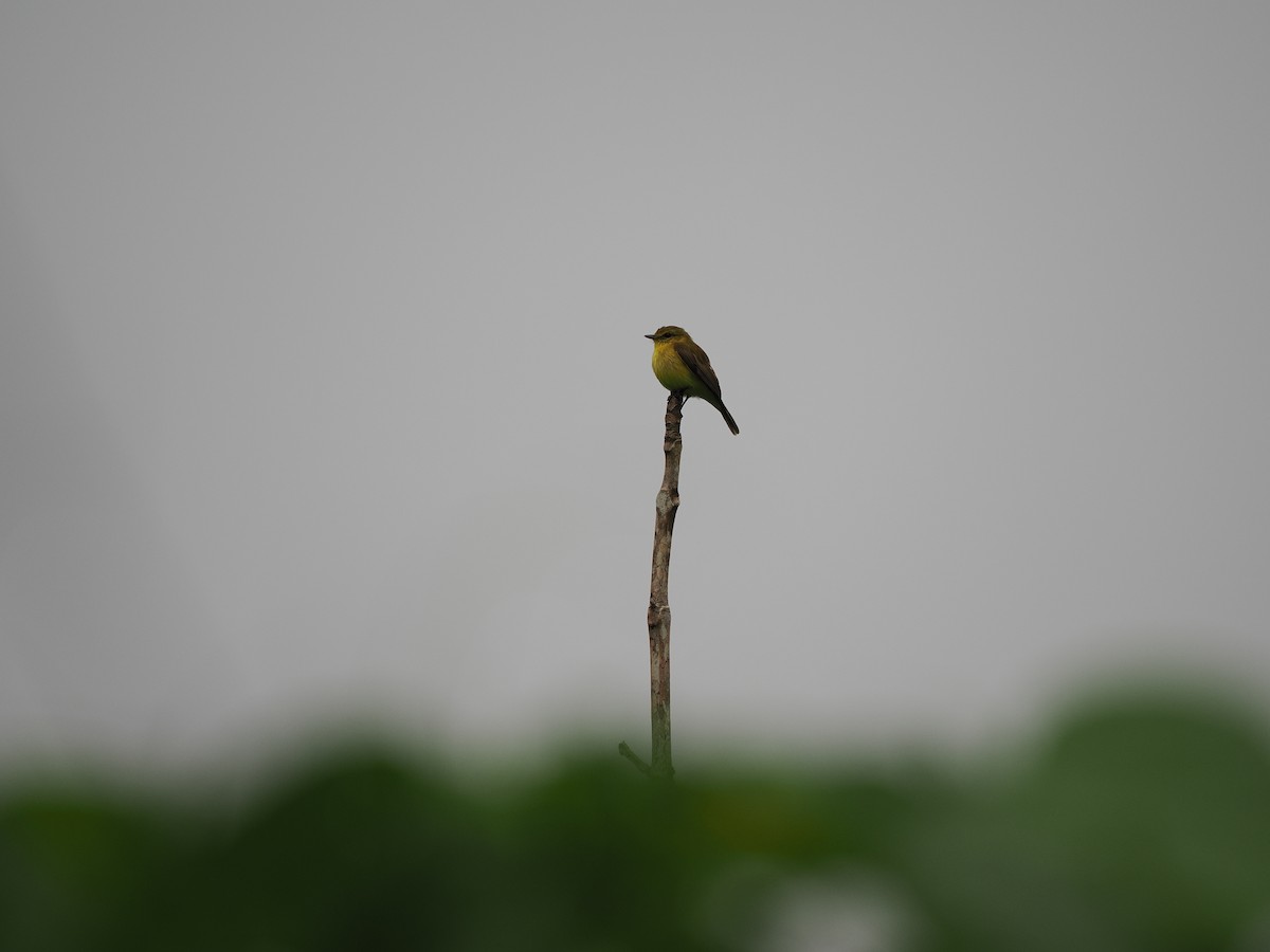 Golden-bellied Flyrobin - ML624022120