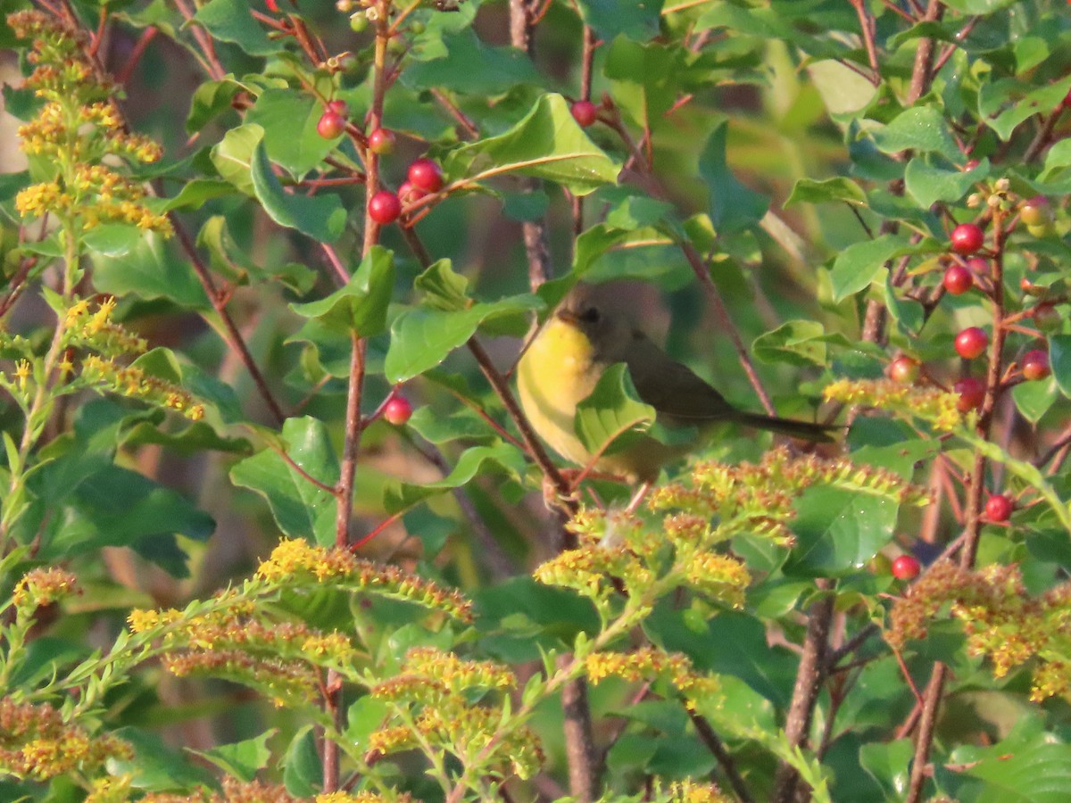 Common Yellowthroat - ML624022122