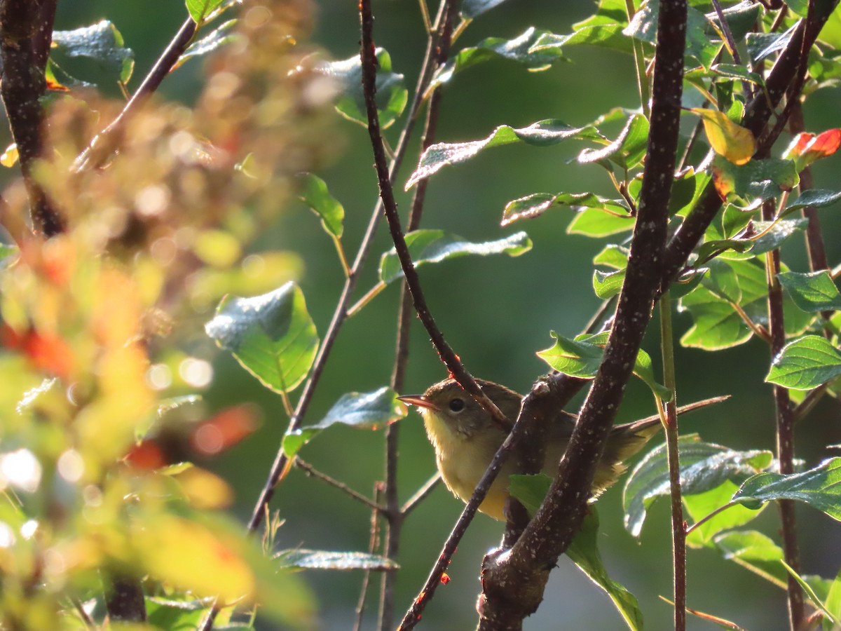 Common Yellowthroat - Joshua Jarvis