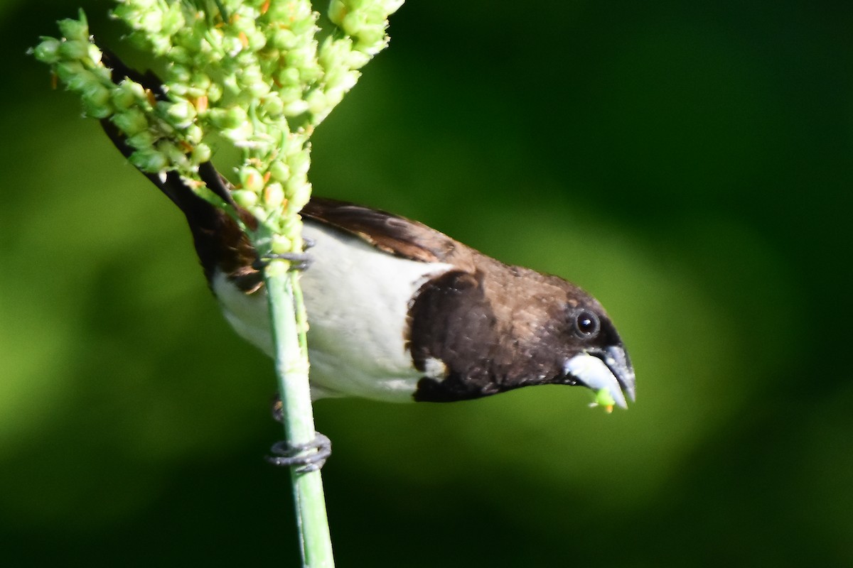 White-rumped Munia - ML624022148