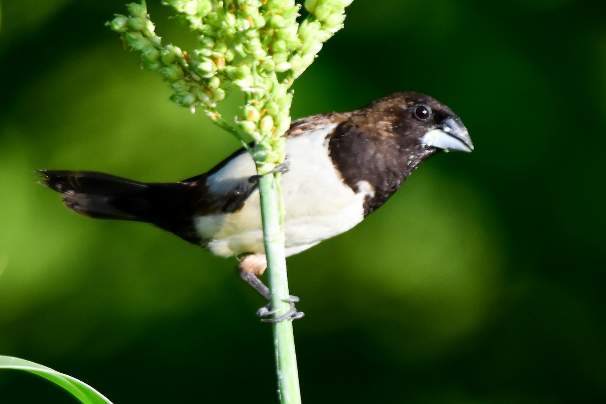 White-rumped Munia - ML624022152