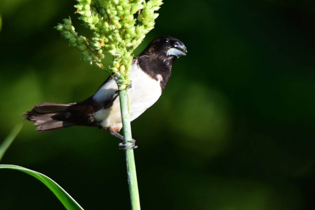 White-rumped Munia - ML624022153