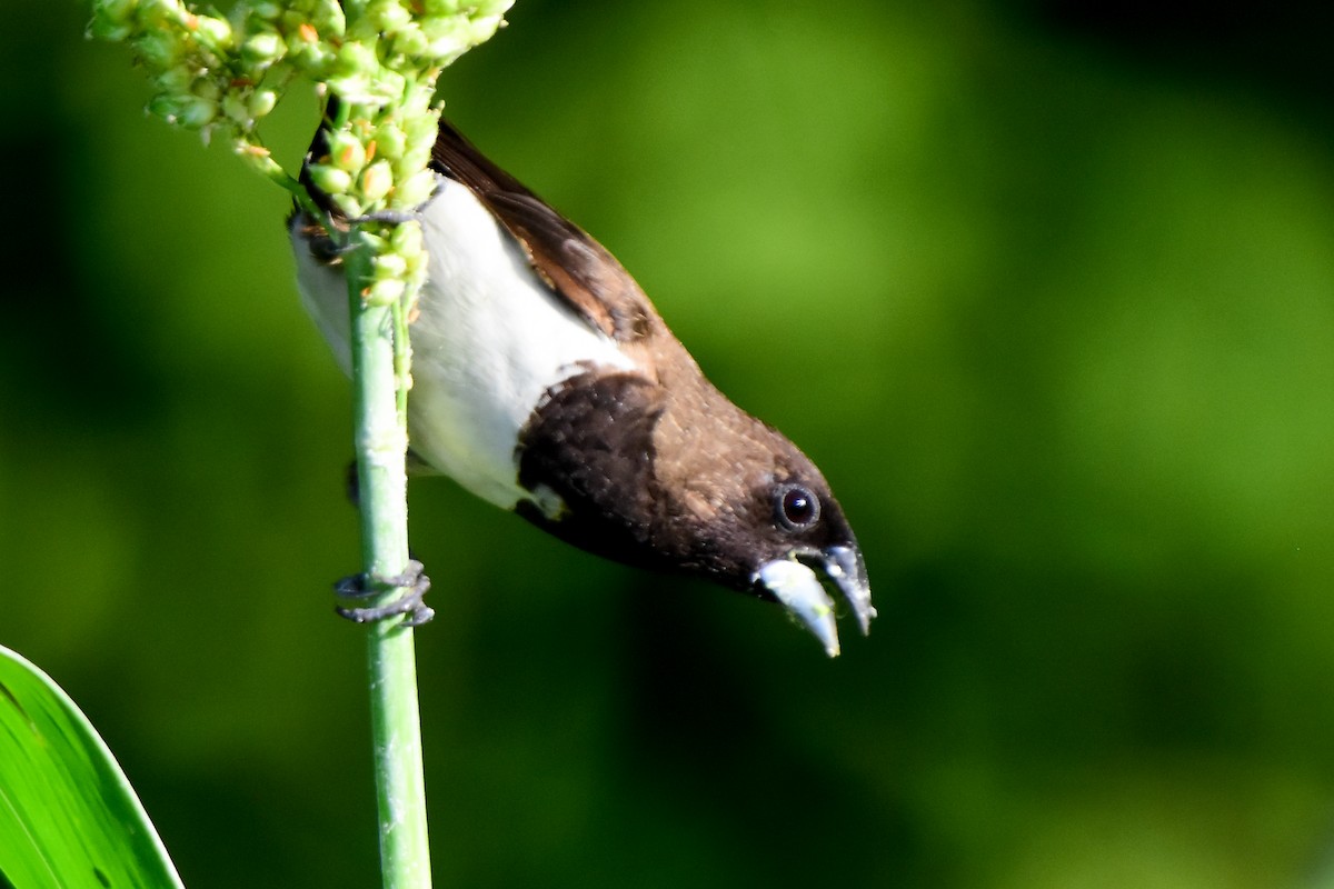 White-rumped Munia - ML624022154