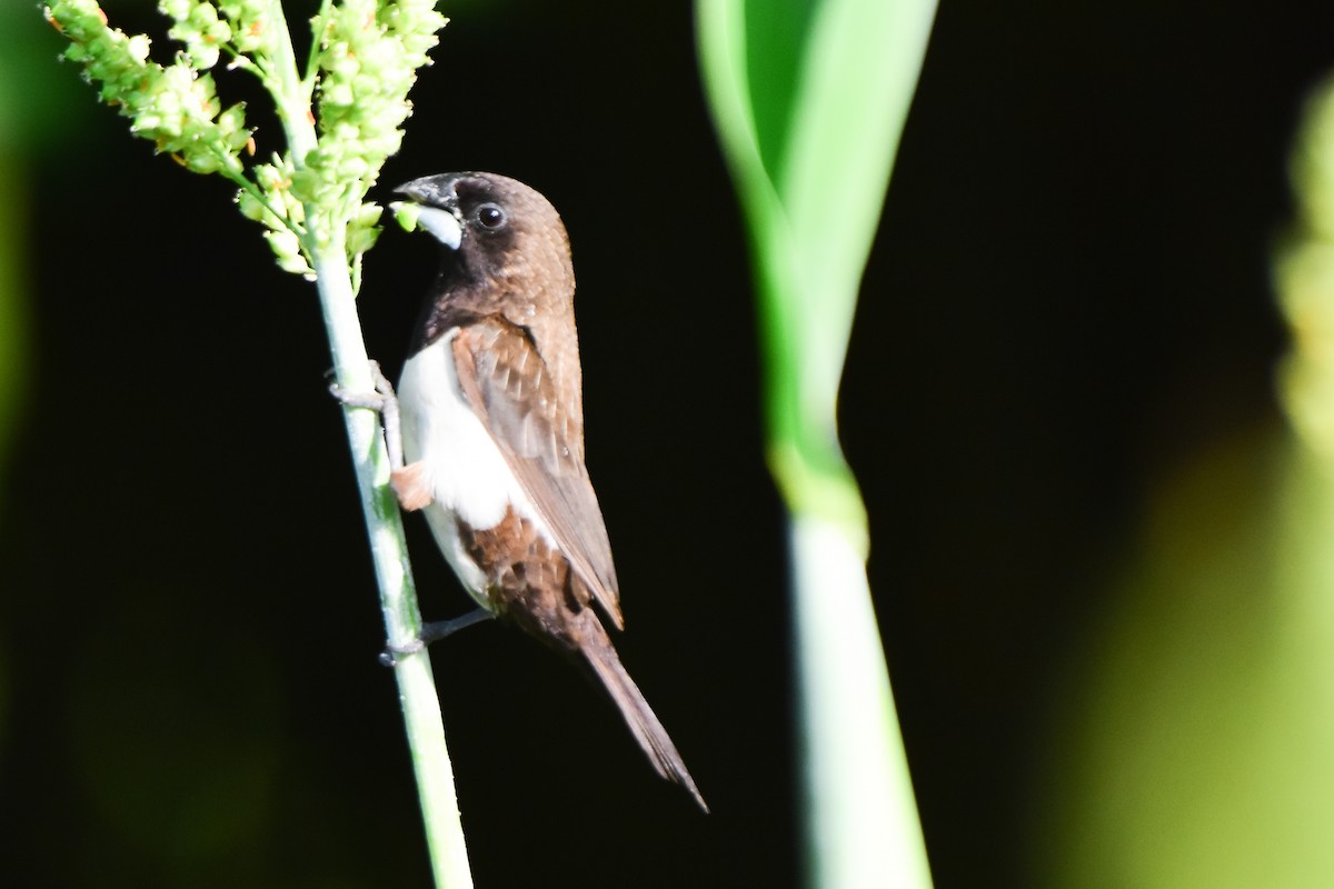 White-rumped Munia - ML624022156