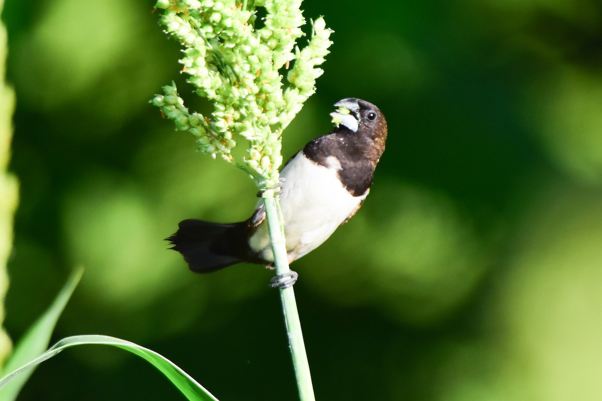 White-rumped Munia - ML624022158