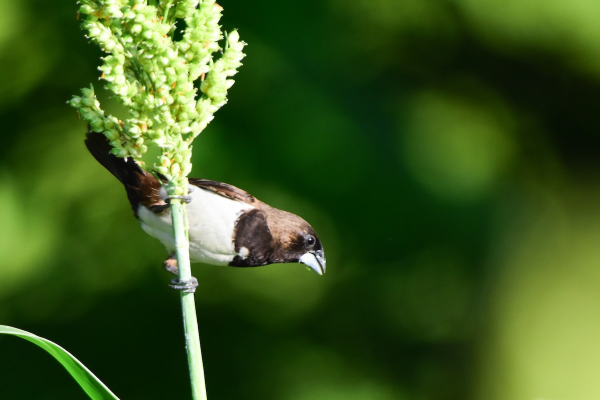 White-rumped Munia - ML624022159