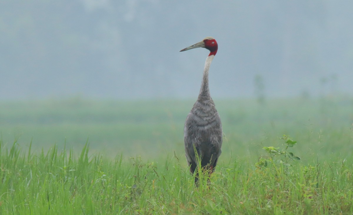 Sarus Crane - ML624022161