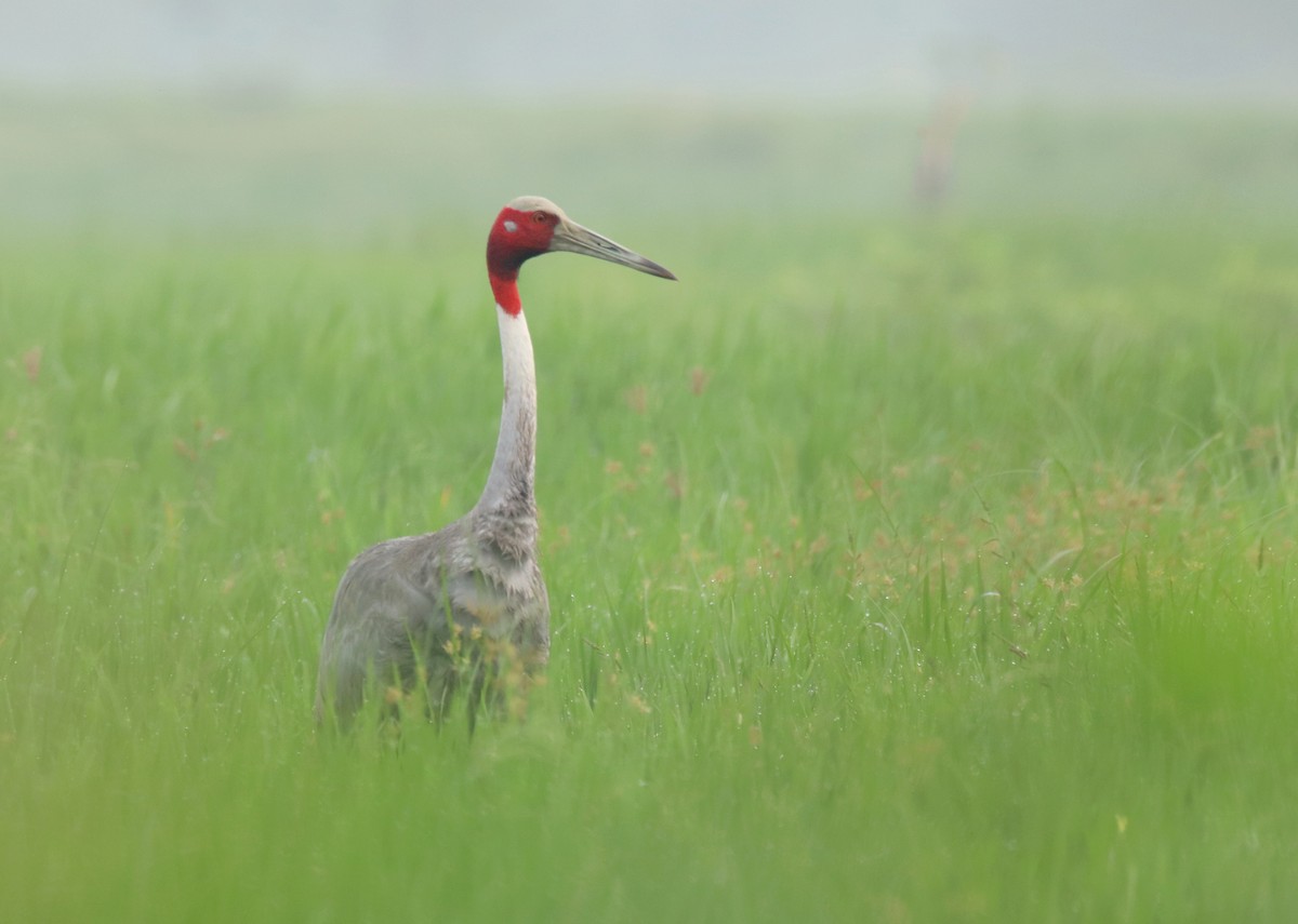 Sarus Crane - ML624022162