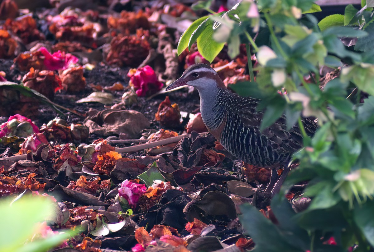 Buff-banded Rail - ML624022181