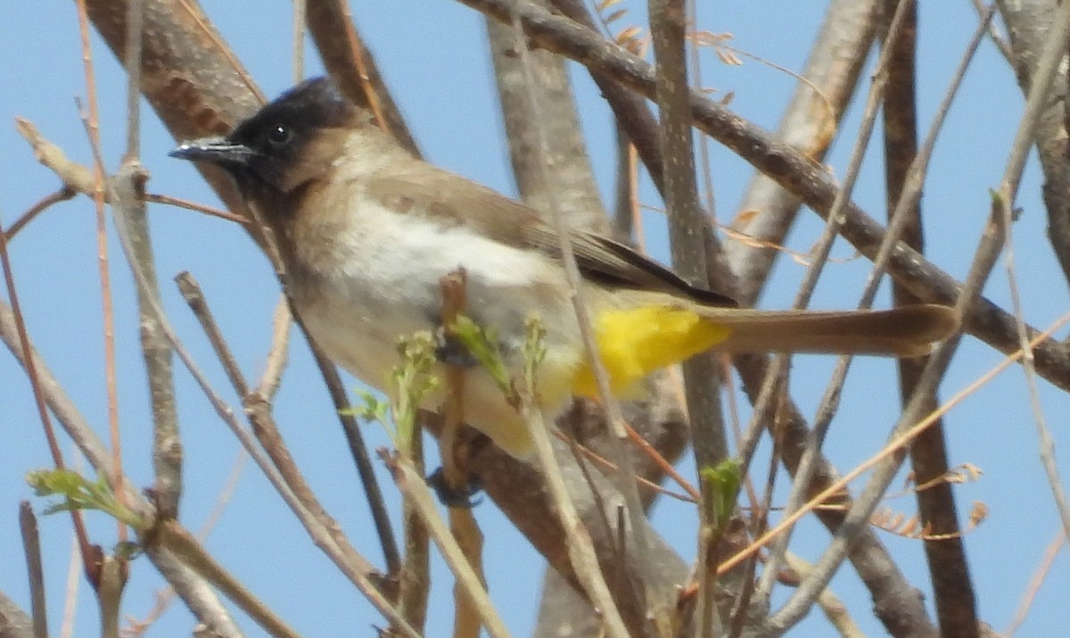 Common Bulbul (Dark-capped) - ML624022208