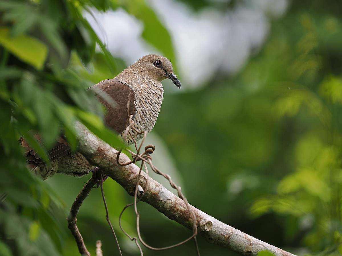 Flores Sea Cuckoo-Dove - ML624022218