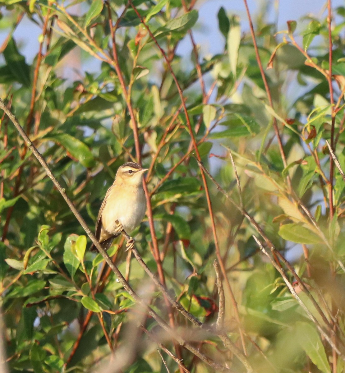 Sedge Warbler - David Santamaría Urbano