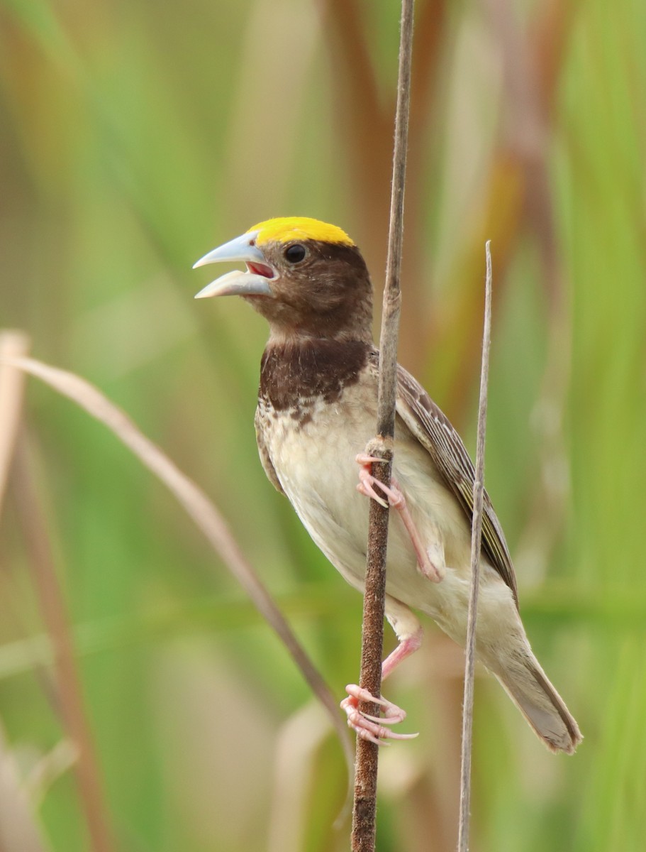 Black-breasted Weaver - ML624022259