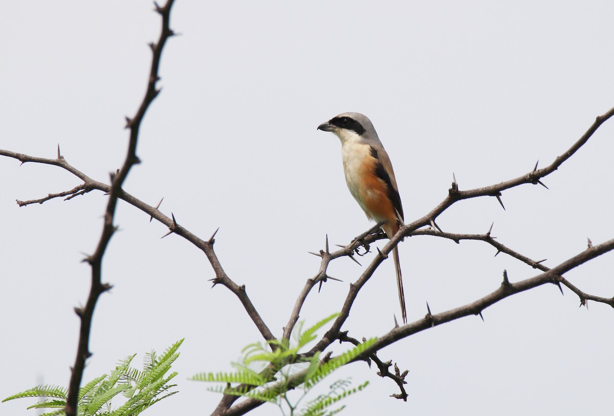 Long-tailed Shrike - Hitesh Maka