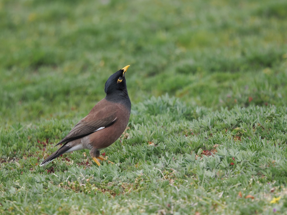 Common Myna - ML624022285