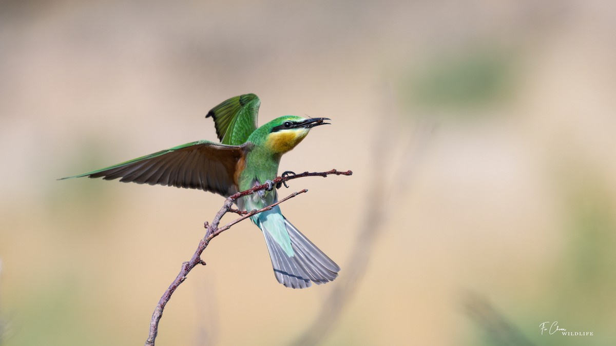 Blue-cheeked Bee-eater - ML624022299