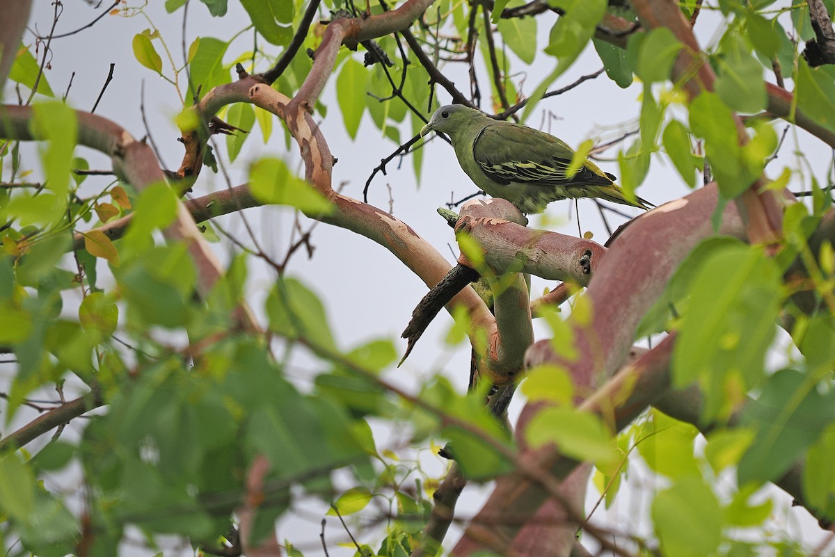 Flores Green-Pigeon - ML624022303