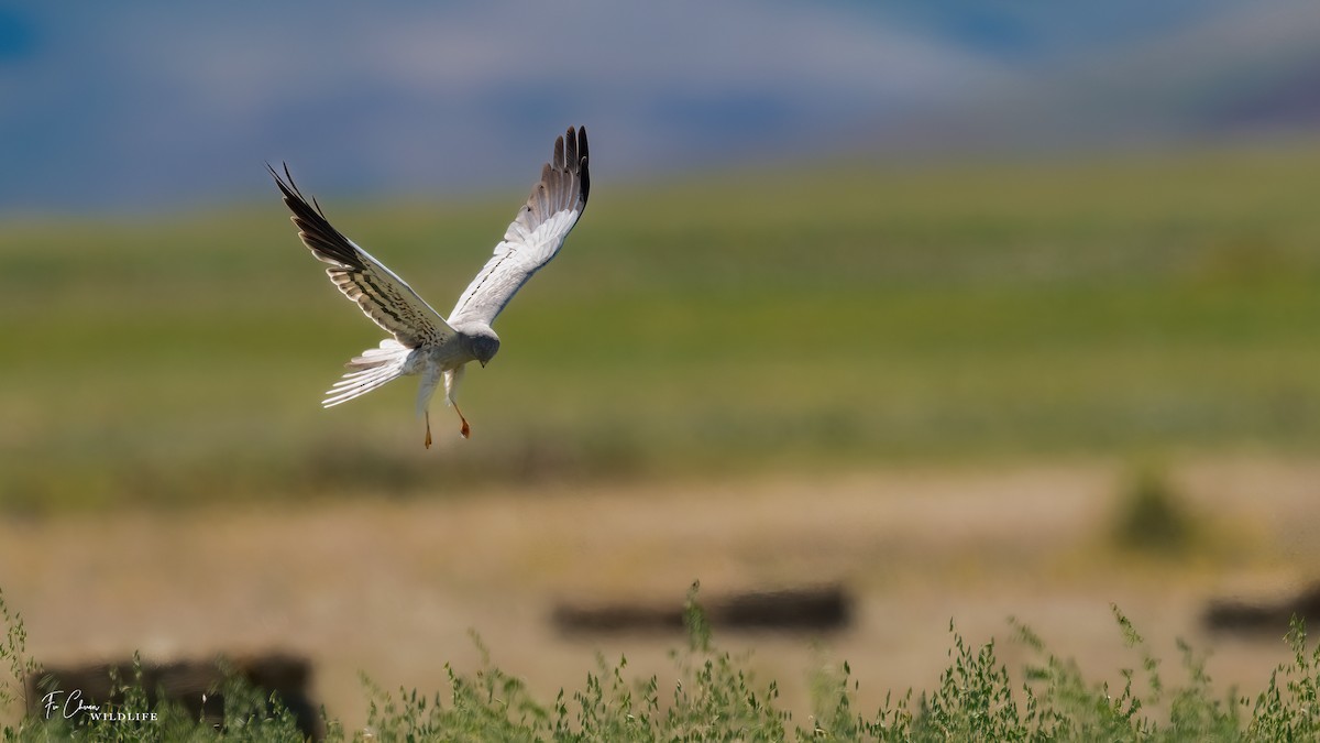 Montagu's Harrier - ML624022305