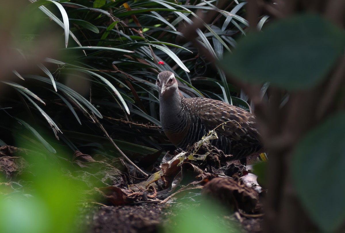 Buff-banded Rail - ML624022323